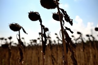 La journée de mardi a été la plus chaude jamais mesurée au niveau mondial. (photo symbolique)